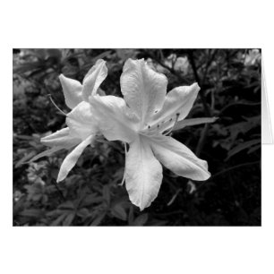Cartão Azaleas / Rhododendrons em B&W