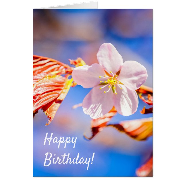 Cartão Azul-céu cor-de-rosa Sakura (Frente)