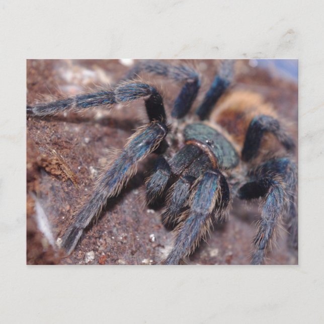 Cartão Azul de Frasco Verde Postado (Frente)