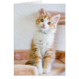 Cartão Azul doce gatinho Eyed