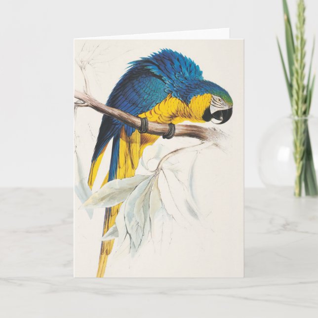 Cartão azul e amarelo do Macaw (Frente)