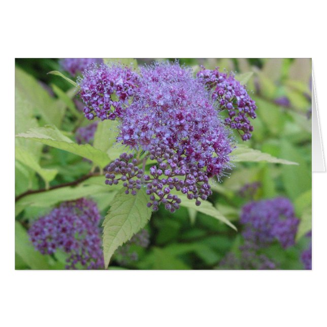 Cartão Azul e Limão (Frente Horizontal)