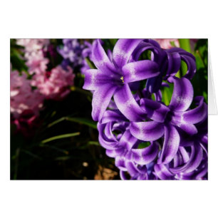 Cartão Azul Hyacinth II Primavera Floral