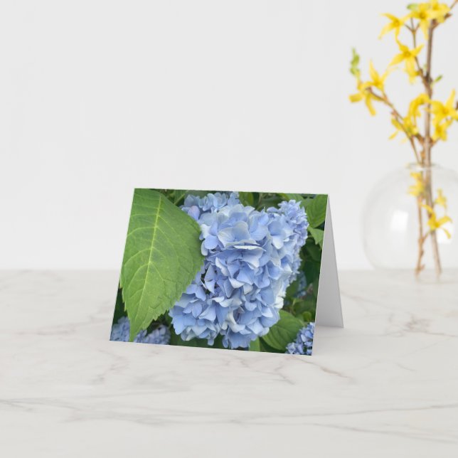 Cartão Azul Hydrangea (Hydrangea macrophylla) (Flor Amarela)
