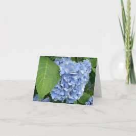 Cartão Azul Hydrangea (Hydrangea macrophylla)