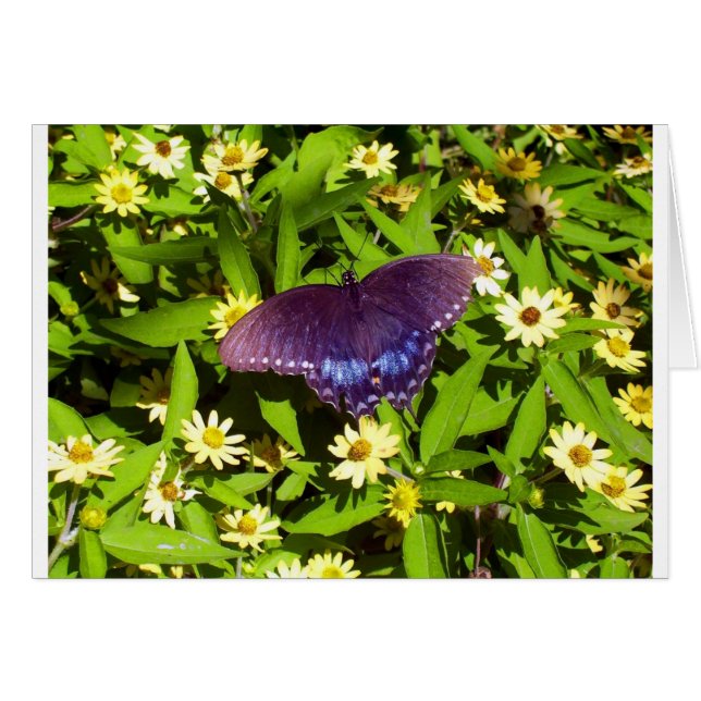 Cartão Azul Iridescente Roxo com Asas de Borboleta Preta (Frente Horizontal)