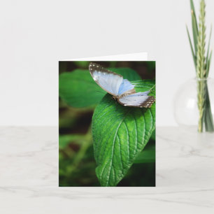 Cartão Azul Morpho 112