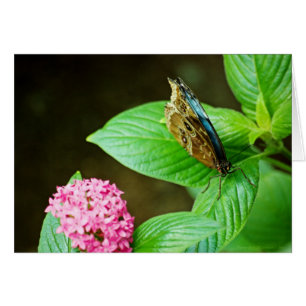 Cartão Azul Morpho 143