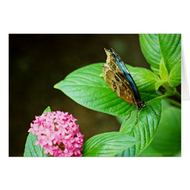 Cartão Azul Morpho 143 (Frente horizontal)