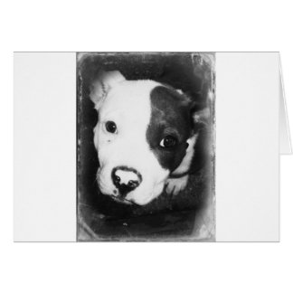 Cartão Azul Nose Pitbull