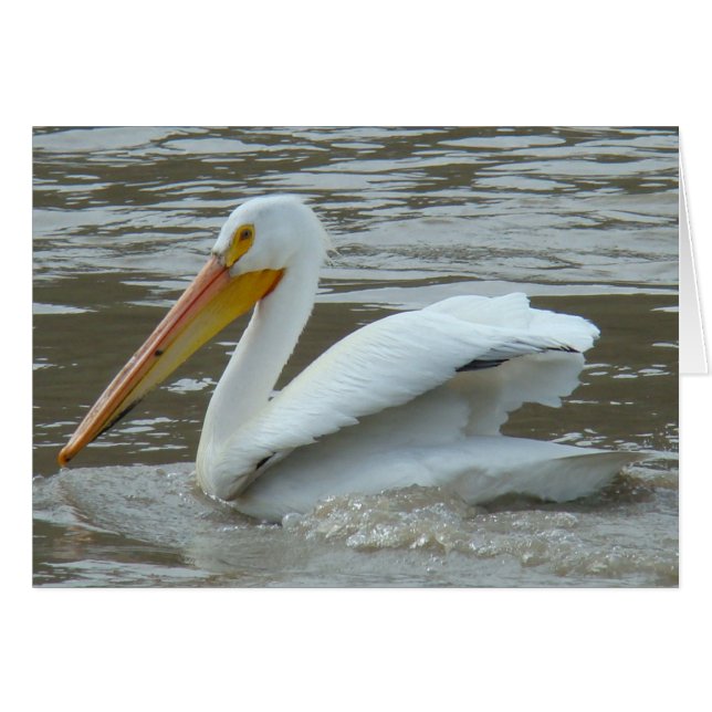 Cartão B14 Pelicano Branco no Rio Lamacento (Frente Horizontal)