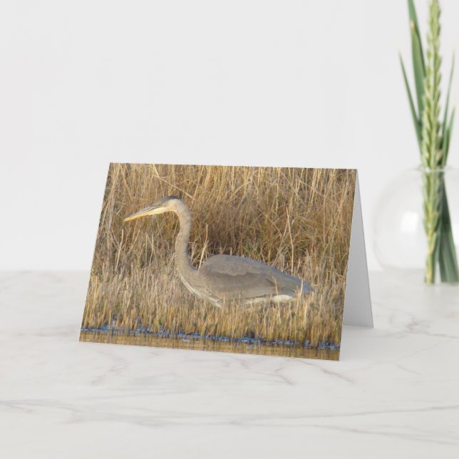 Cartão B19 Herão Azul Juvenil (Frente)