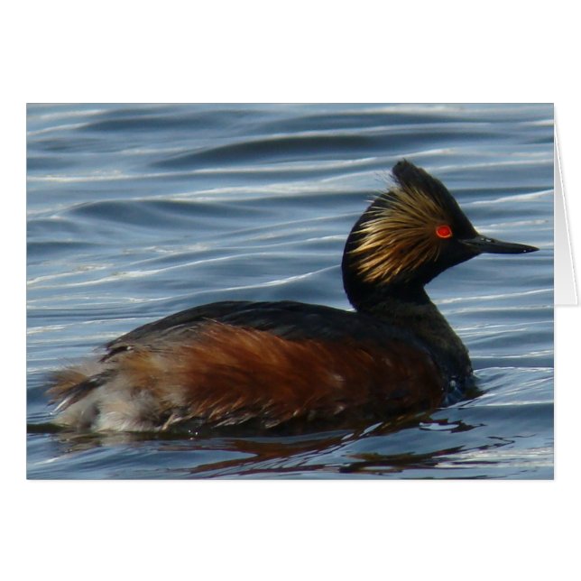 Cartão B1 Eared Grebe (Frente Horizontal)