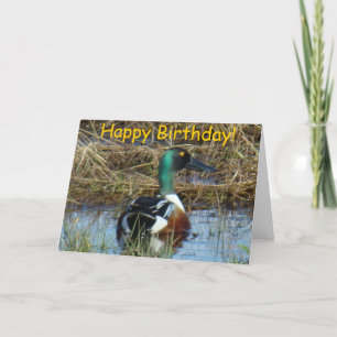 Cartão B26 Northern Shoveler Duck