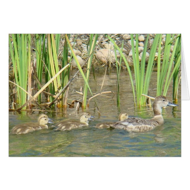 Cartão B34 Mãe Pata e Patinhos (Frente Horizontal)