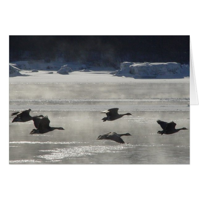 Cartão B47 Geese Canadiana sobre rio congelado (Frente Horizontal)