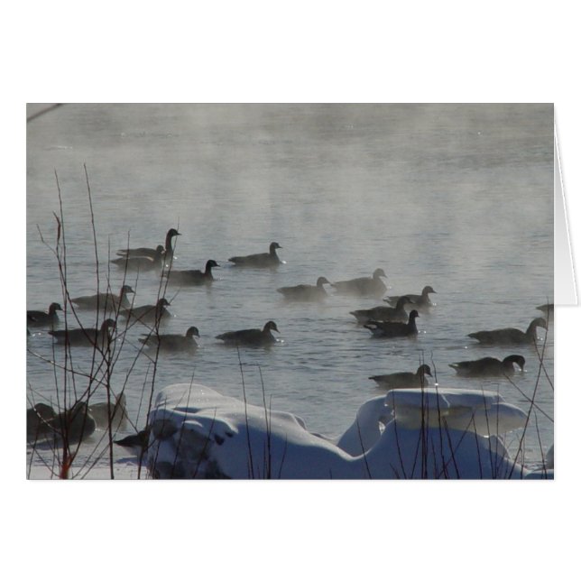 Cartão B49 Gansos canadenses no rio congelado (Frente Horizontal)