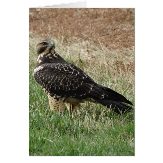 Cartão B52 Hawk de Swainson (Frente)