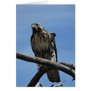 Cartão B54 Hawk de Swainson