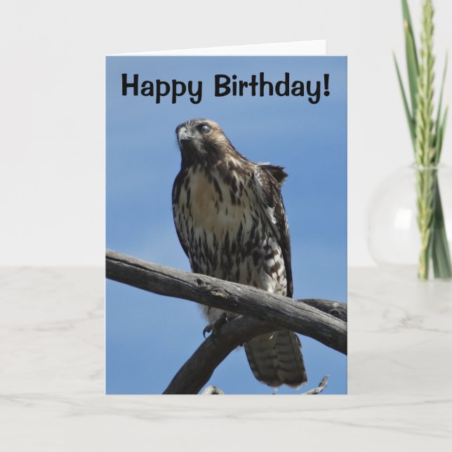 Cartão B54 Hawk de Swainson (Frente)