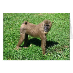 Cartão Baboon