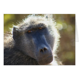 Cartão Babuíno de Kruger