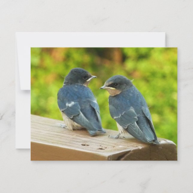 Cartão Baby Barn Swallow Nature Bird Foto (Frente)
