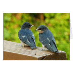 Cartão Baby Barn Swallow Nature Bird Foto