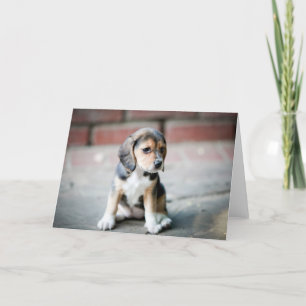 Cartão Baby Beagle Sitting