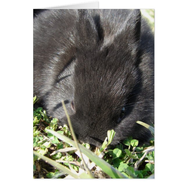 Cartão Baby Bunny (Frente)