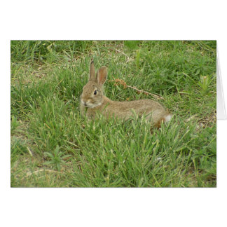 Cartão Baby Bunny Sentry