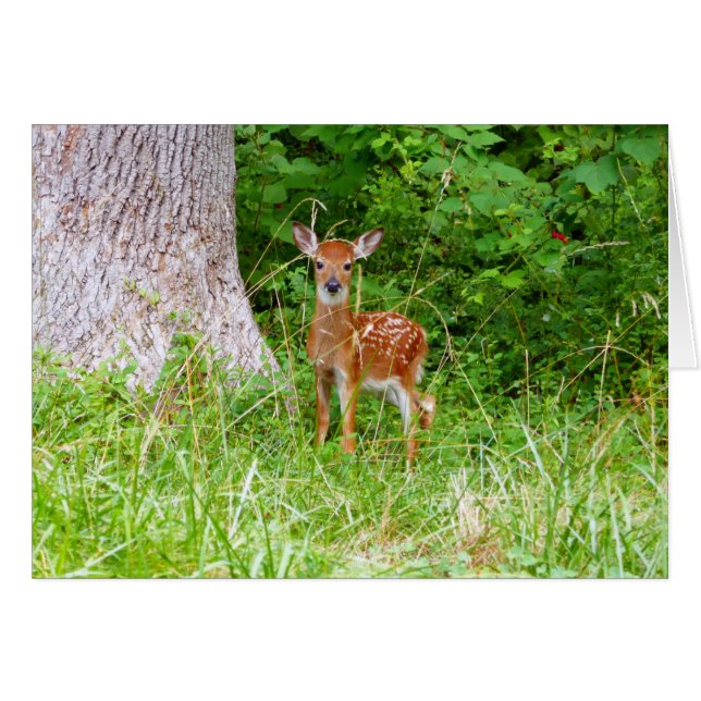 Cartão Baby Deer in the Woods Nature Fotografia (Frente Horizontal)