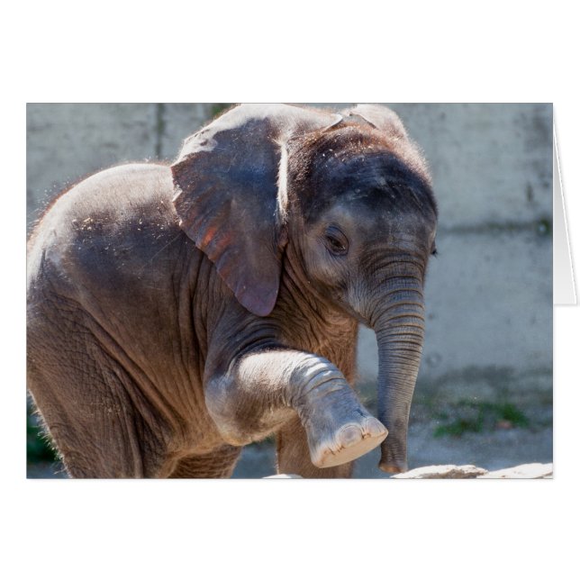 Cartão Baby Elephant (Frente Horizontal)
