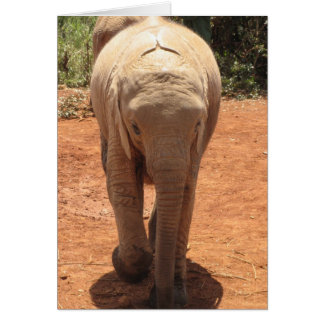 Cartão Baby Elephant