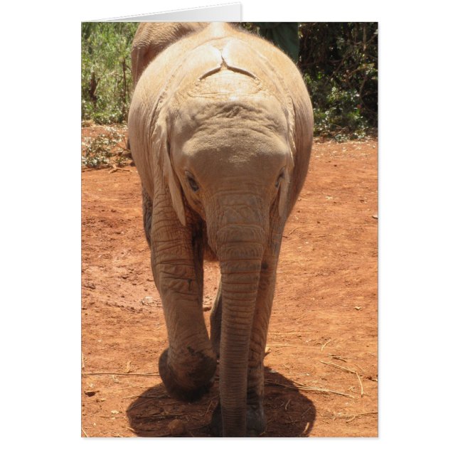 Cartão Baby Elephant (Frente)