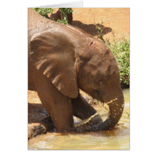 Cartão Baby Elephant Tocando em Pond