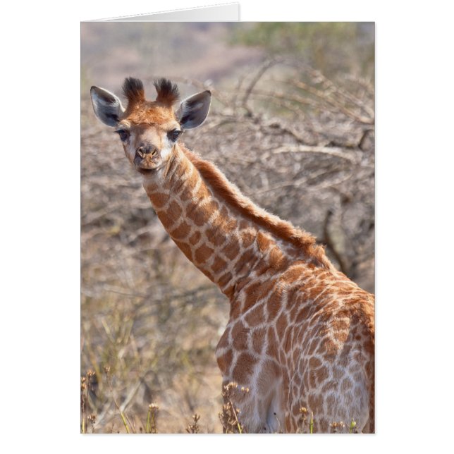 Cartão Baby Giraffe (Frente)
