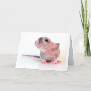 Cartão Baby Gobi Rat