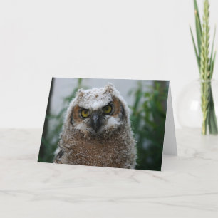 Cartão Baby Great-Horned Owl