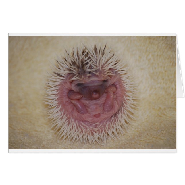Cartão Baby Hedgehog Ball (Frente Horizontal)