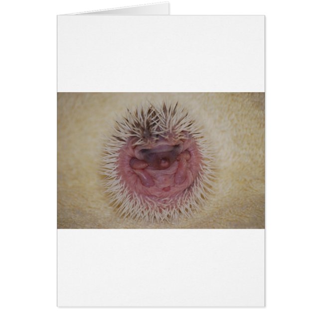 Cartão Baby Hedgehog Ball (Frente)