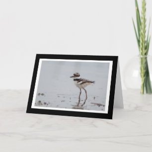 Cartão Baby Killdeer Blank Greeting Card