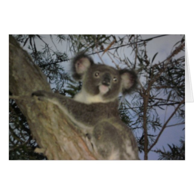 Cartão Baby Koala Card (Frente horizontal)