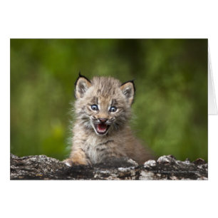 Cartão Baby Lynx Olhando Sobre Uma Árvore Falsa