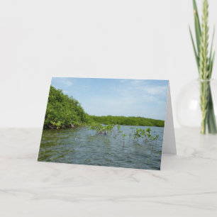Cartão Baby Mangrove Trees Caribe Natureza