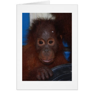 Cartão Baby Orangutan, filho de Akmad