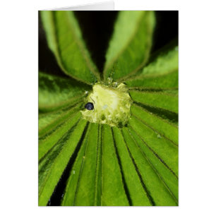 Cartão Baby Palm Plant por Shirley Taylor