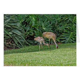 Cartão Baby Sandhill Crane com pai