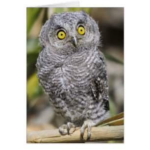 Cartão Baby Screetch-Owl