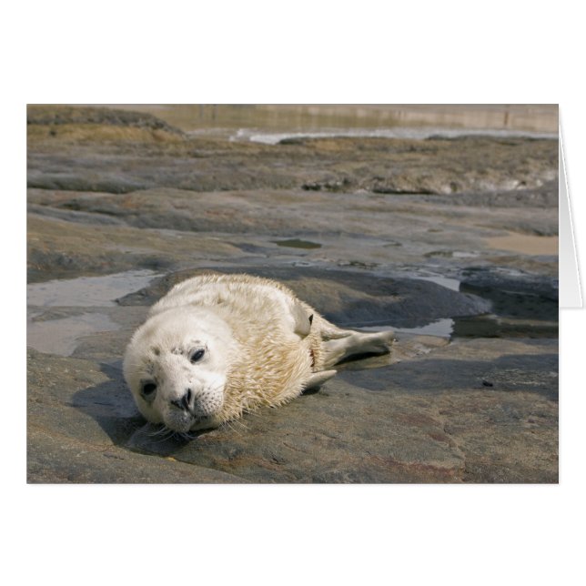Cartão Baby Seal Pup (Frente horizontal)